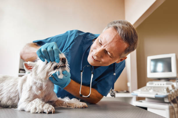 Best Weekend Emergency Dentist in Platteville, CO